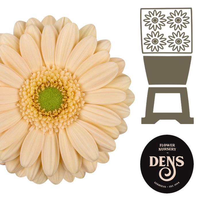 <h4>Germini Miami Diamond</h4>