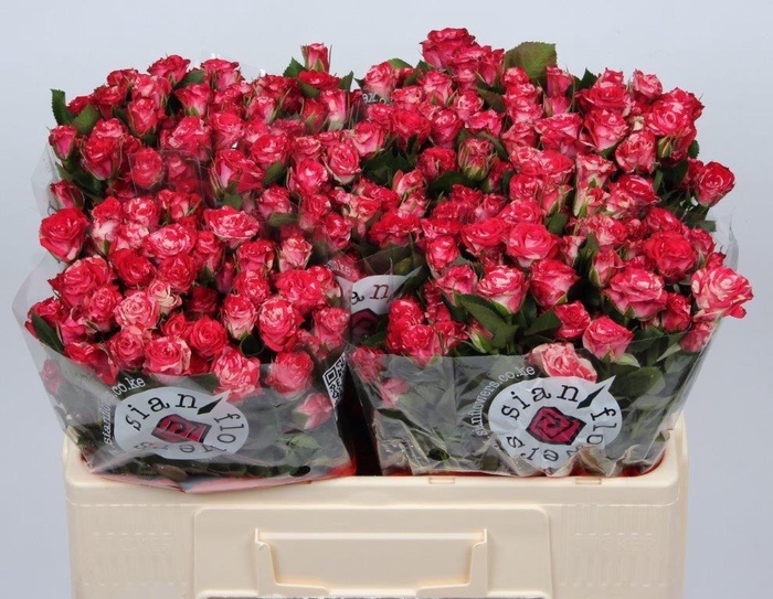 <h4>R TR FIREWORKS</h4>