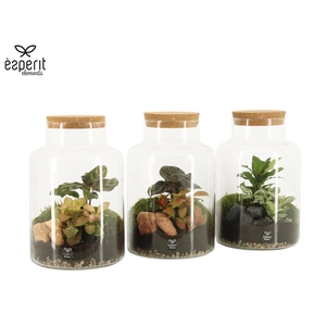 90590: Terrarium arrangement