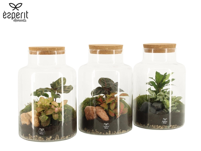 <h4>90590: Terrarium arrangement</h4>