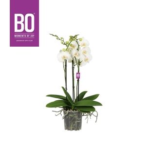 Phalaenopsis overig wit