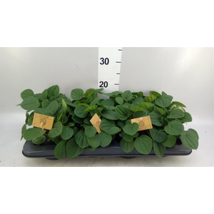 Peperomia albov. 'Rana Verde'