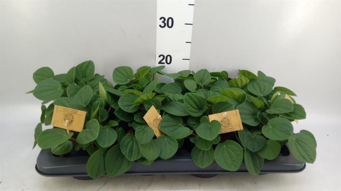 <h4>Peperomia albov. 'Rana Verde'</h4>