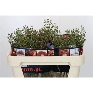 Rosa Aut Rosefruits (green)