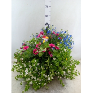 Hanging plant   ...