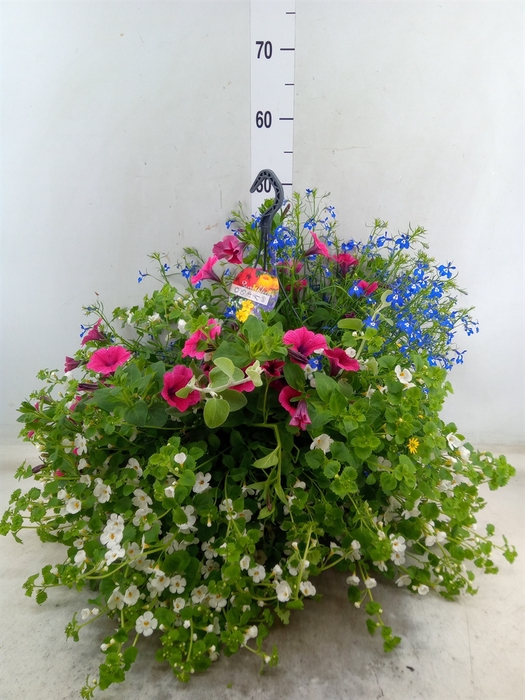 <h4>Hanging plant   ...</h4>