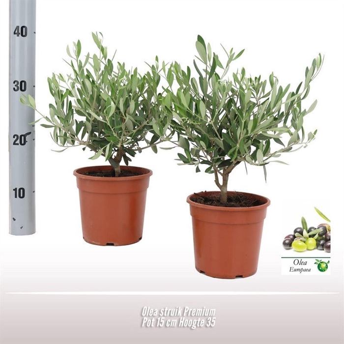 <h4>Olea europaea</h4>