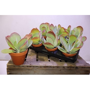 Kalanchoe Thyrsifl In Terra Cotta