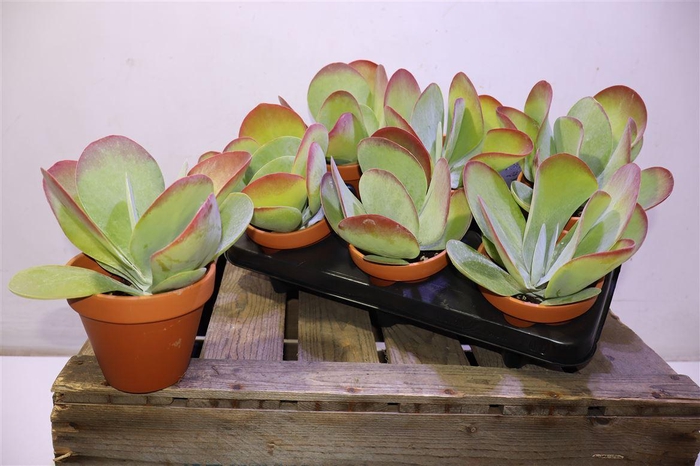 <h4>Kalanchoe Thyrsifl In Terra Cotta</h4>