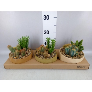 Arr.  Cactus L%