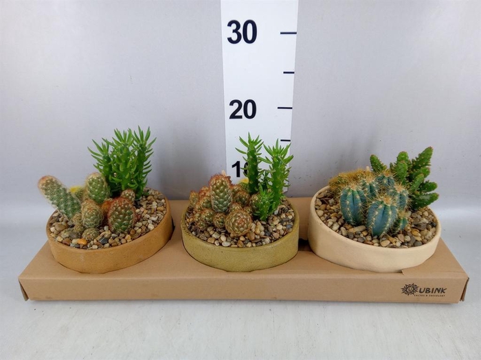 <h4>Arr.  Cactus L%</h4>