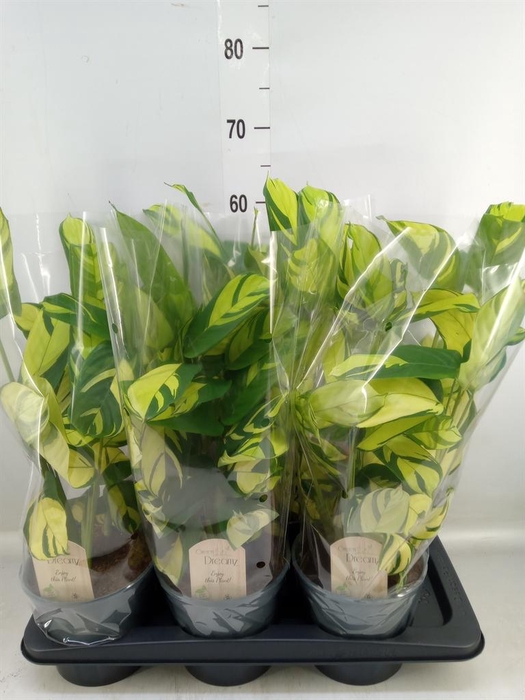 <h4>Ctenanthe pilosa 'Mosaic'</h4>