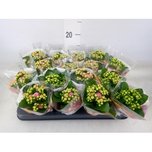 Kalanchoe blos. 'RosDon Alano'