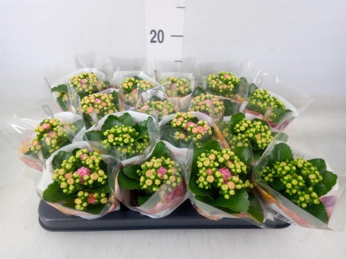 <h4>Kalanchoe blos. 'RosDon Alano'</h4>