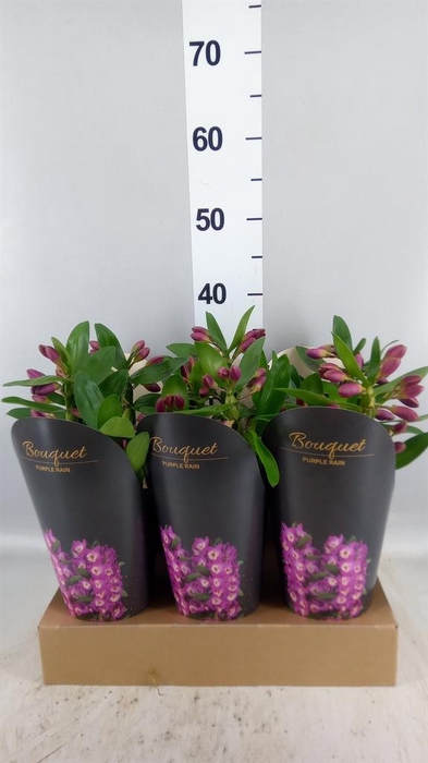 <h4>Dendrobium nob. 'Bouquet Prpl Rain'</h4>