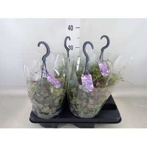 Ceropegia woodii ssp. woodii