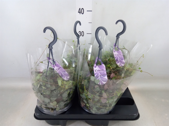 <h4>Ceropegia woodii ssp. woodii</h4>