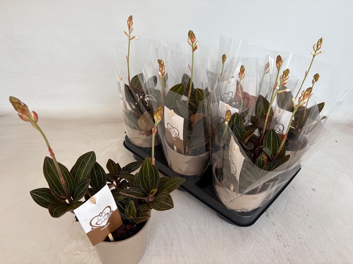 <h4>LUD DISCOLOR</h4>