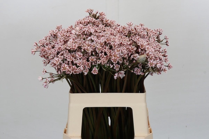 <h4>Allium Dyed Brown</h4>