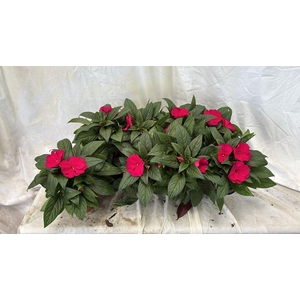 IMPAT CP PURPLE BLUE