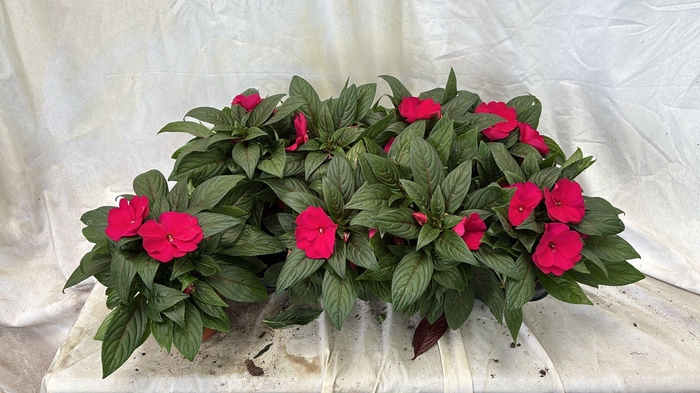 <h4>IMPAT CP PURPLE BLUE</h4>