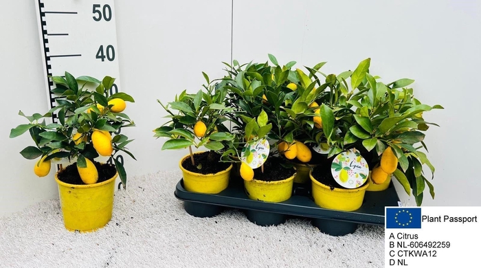 <h4>CITROF FLORIDANA</h4>