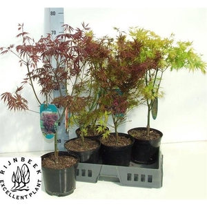 ACER OV