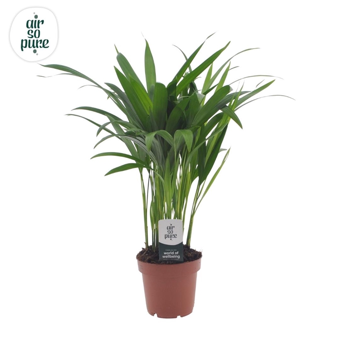 <h4>Dypsis lutescens (Areca) 12cm (zonder hoes)</h4>