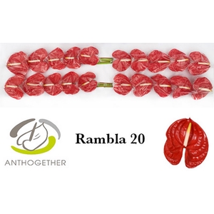 Anth A Rambla 9 cm X20 Bouman