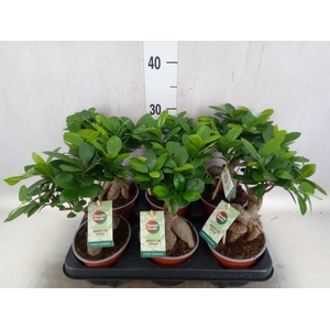 Ficus microcarpa 'Ginseng'