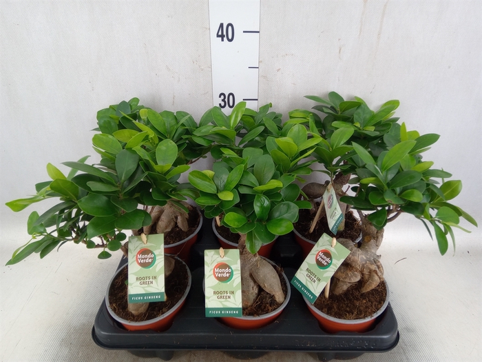 <h4>Ficus microcarpa 'Ginseng'</h4>