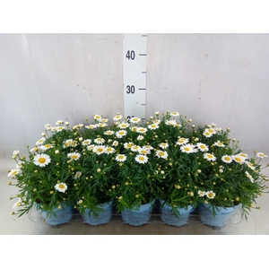 Argyranthemum  'La Rita Comp White'