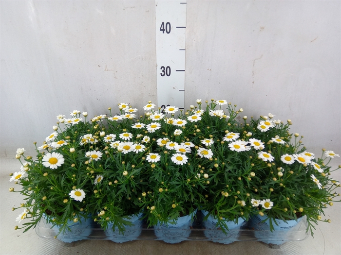 <h4>Argyranthemum  'La Rita Comp White'</h4>