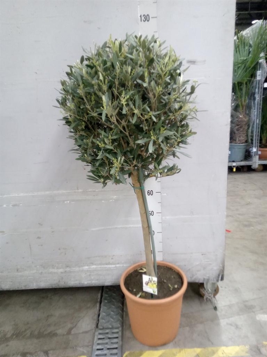 <h4>Olea europaea</h4>