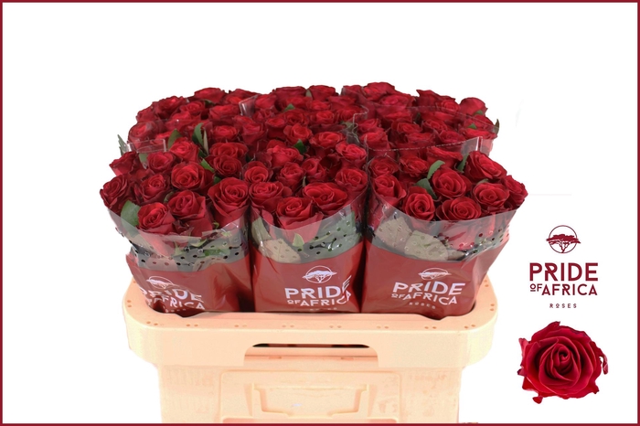 <h4>R GR RED TACAZZI+</h4>