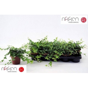 HEDERA HELIX GREEN P12