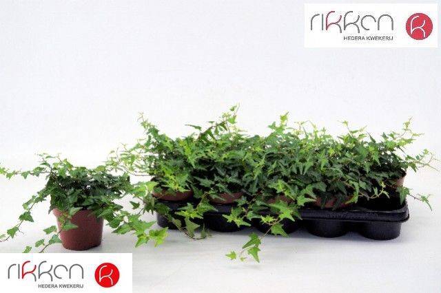 <h4>HEDERA HELIX GREEN P12</h4>