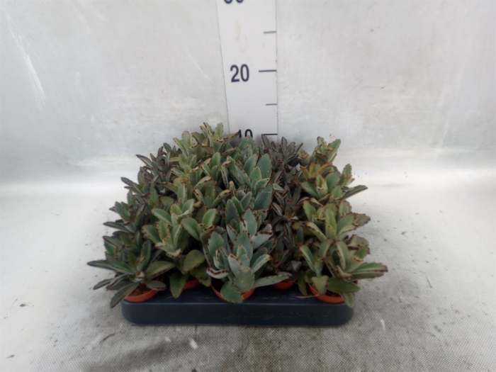 <h4>Kalanchoe NF   ...</h4>