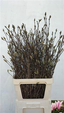 <h4>T Magnolia Grandiflora 100cm</h4>