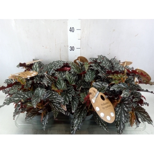 Begonia BD mac. 'Spotlight Green'