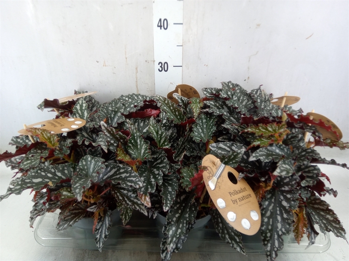 <h4>Begonia BD mac. 'Spotlight Green'</h4>
