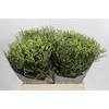 Limonium China Lemon