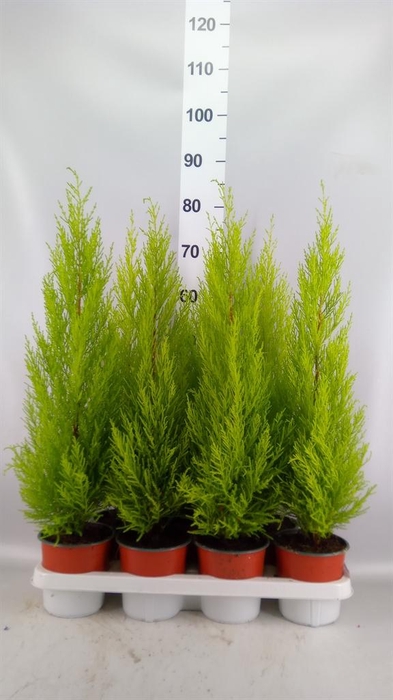 <h4>Cupressus macro. 'Goldcrest Wilma'</h4>