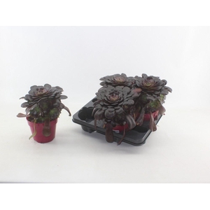 Aeonium arboreum 'Velours'