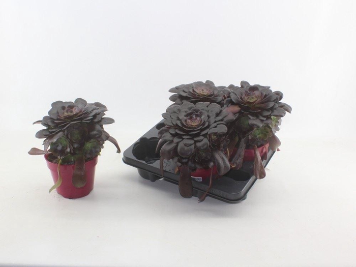 <h4>Aeonium arboreum 'Velours'</h4>