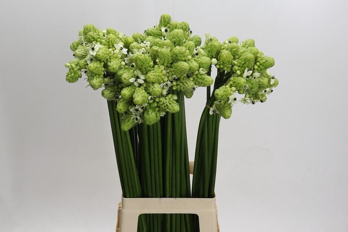 <h4>Ornithogalum Saundersiae</h4>