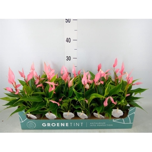 Anthurium andr. 'Lilli'