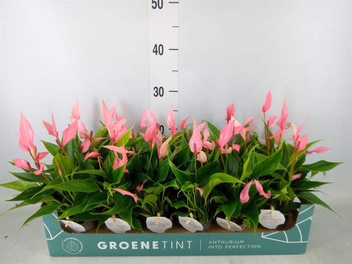 <h4>Anthurium andr. 'Lilli'</h4>