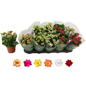 KALAN CALAN MIX ROSALINA P12