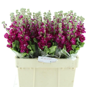 Matth Centum Red N L